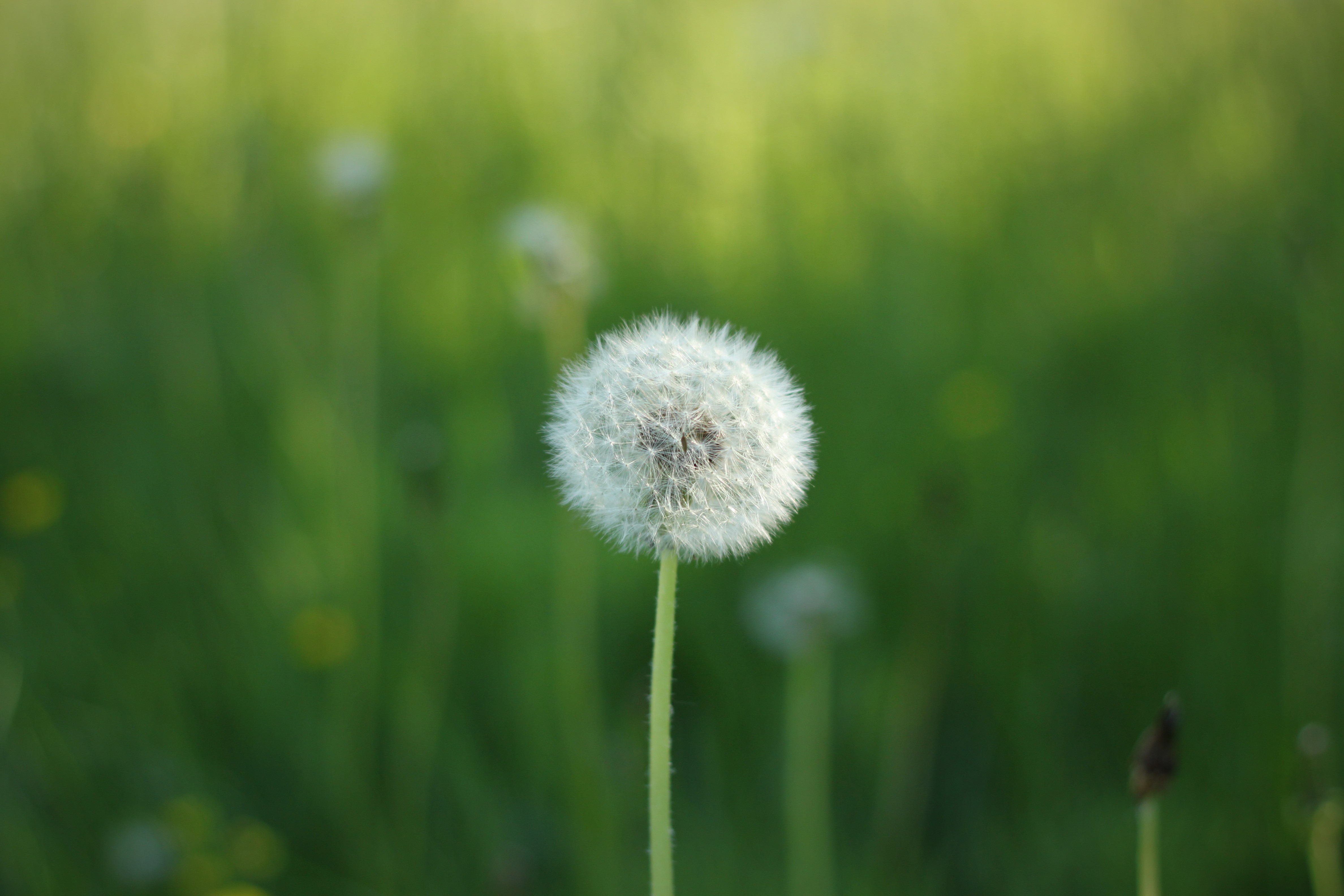 Ensamhet bland äldre i Europa