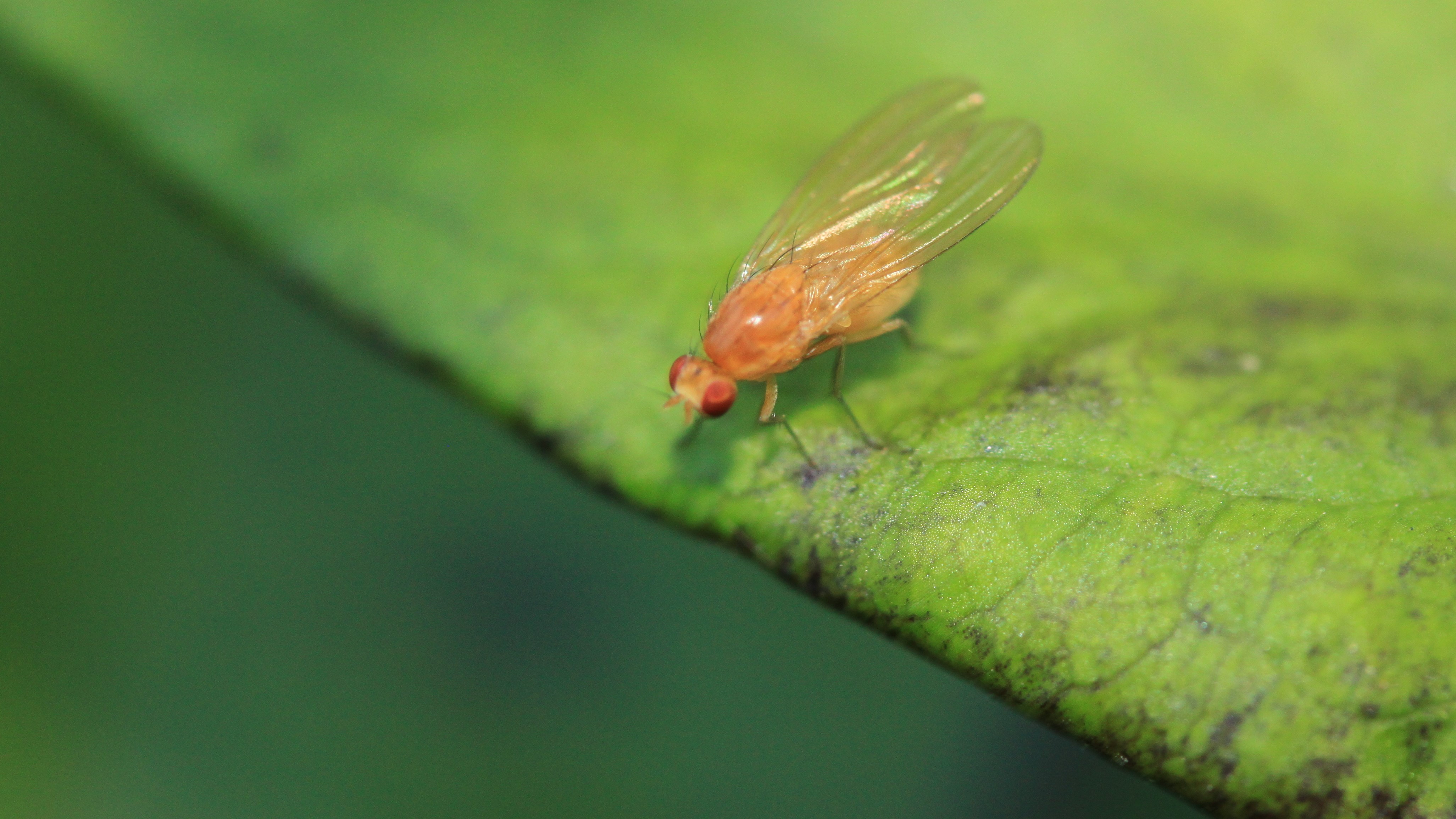 Människans verksamhet och dess samband med den biologiska mångfalden